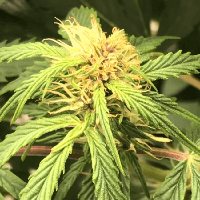 Семена конопли Auto Blueberry - Авто 