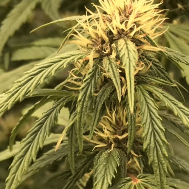 Семена конопли Auto Blueberry - Авто 