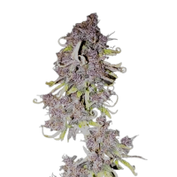 Auto - Blueberry