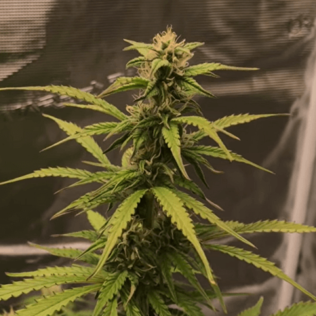 Семена конопли Auto Blueberry - Авто 