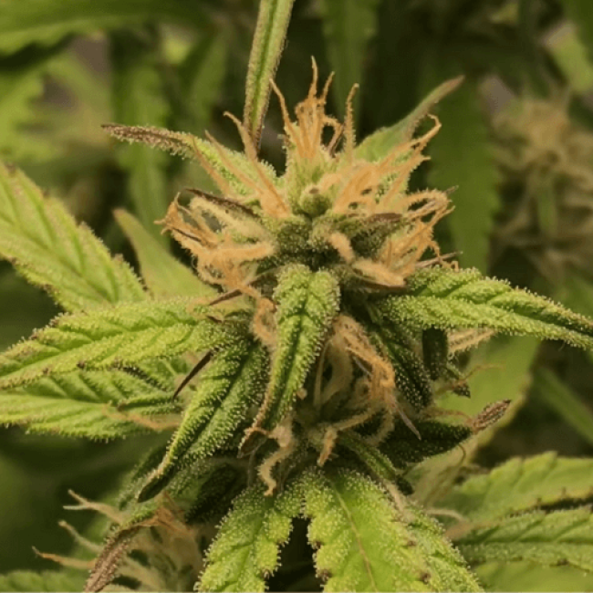 Семена конопли Auto Blueberry - Авто 