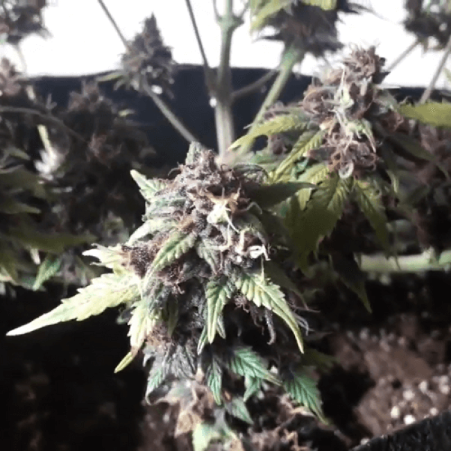 Auto Bomb