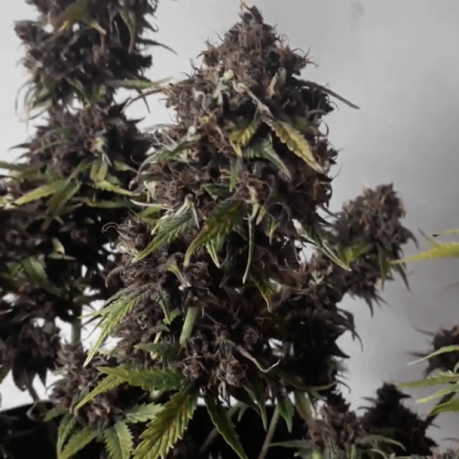 Auto Bomb