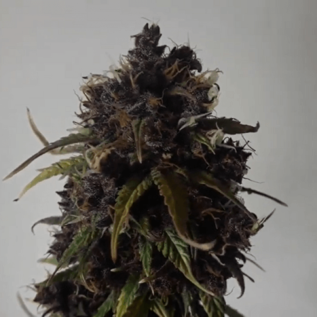 Auto Bomb