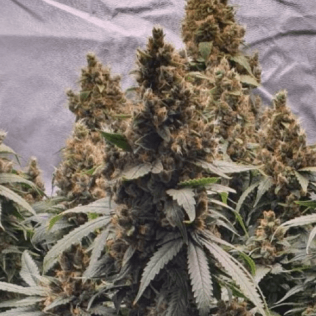 Семена конопли Auto Bubble Gum Fem
