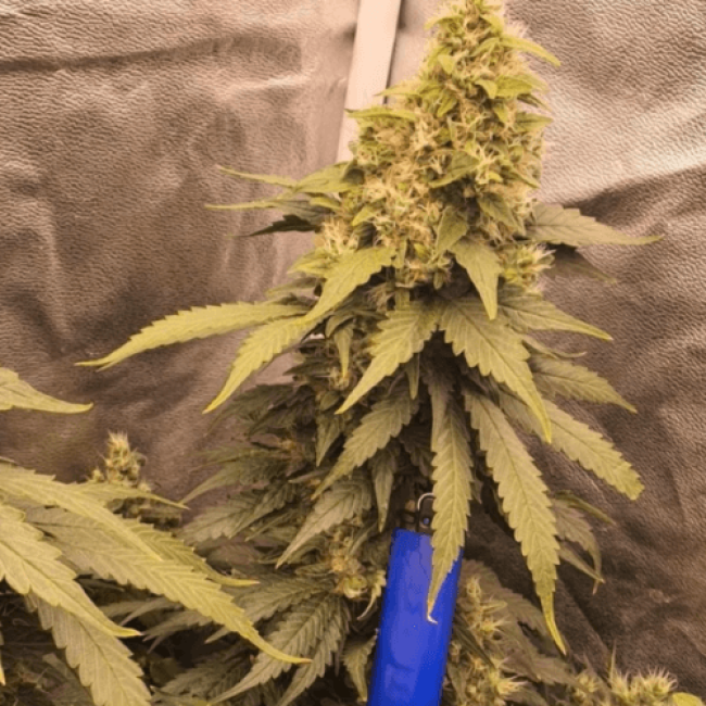 Семена конопли Auto Bubble Gum Fem