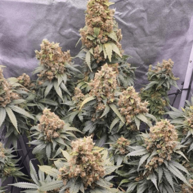 Семена конопли Auto Bubble Gum Fem Семена конопли Auto Bubble Gum Fem