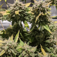 Auto Bubblelicious