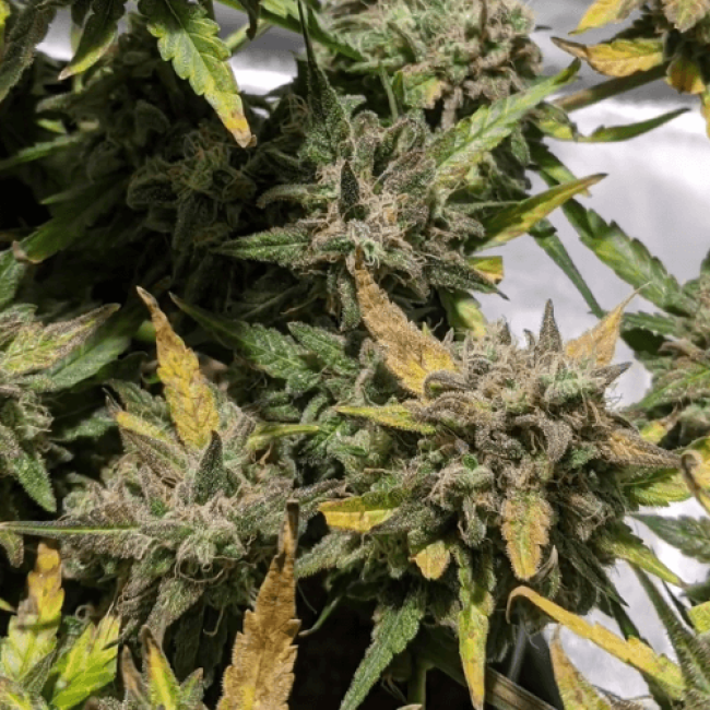 насіння конопель Auto Bubblelicious