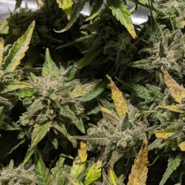 насіння конопель Auto Bubblelicious