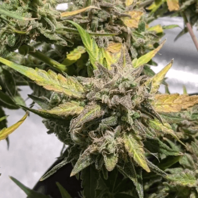 насіння конопель Auto Bubblelicious