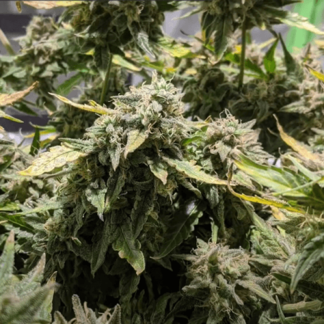 насіння конопель Auto Bubblelicious