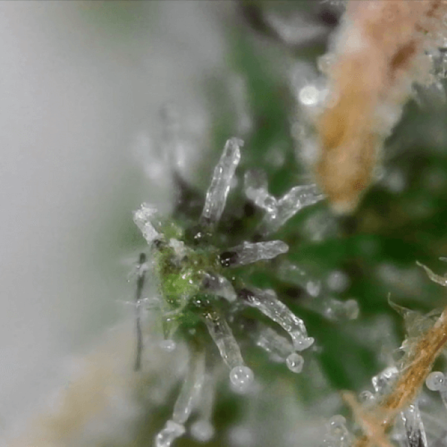 насіння конопель Auto Bubblelicious