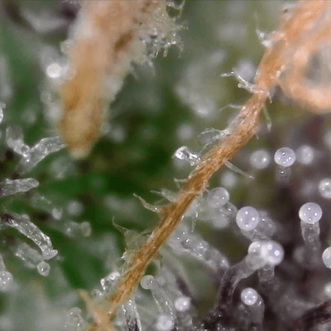 насіння конопель Auto Bubblelicious