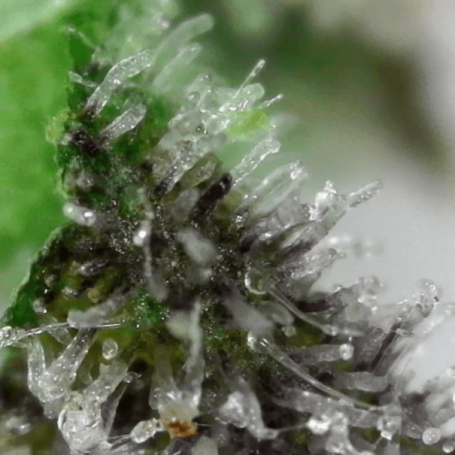 насіння конопель Auto Bubblelicious