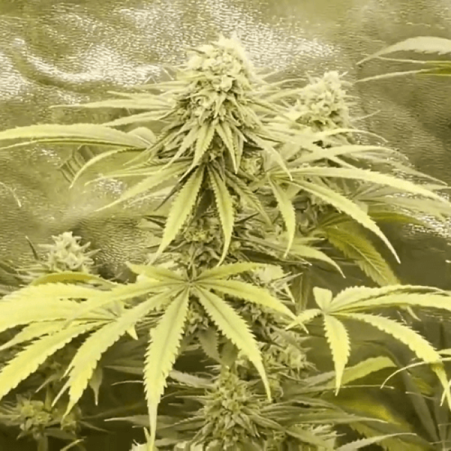 Auto Cheese NL Fem
