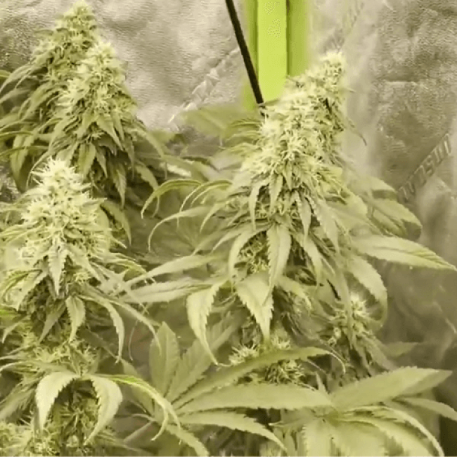Auto Cheese NL Fem