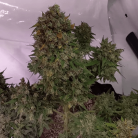 Auto Chemdog
