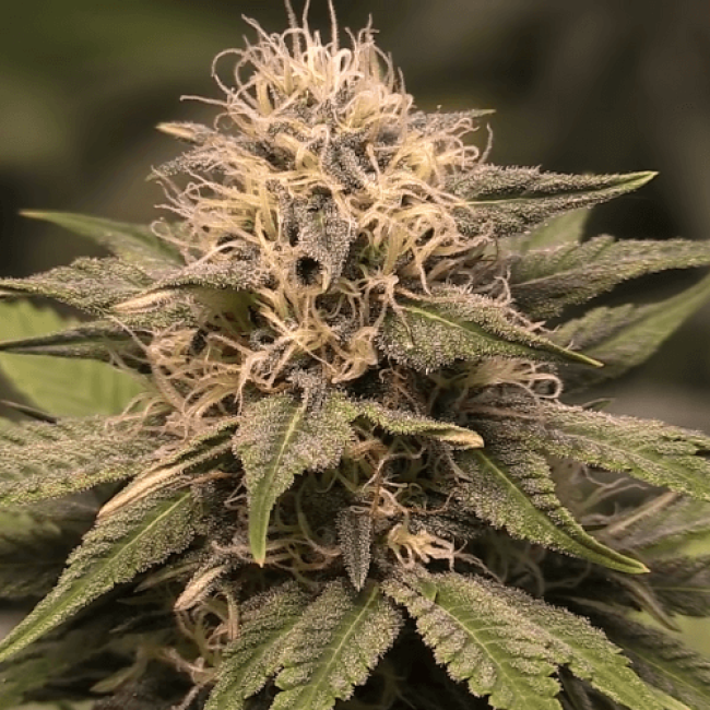 Семена Марихуаны Auto Chronic Ryder