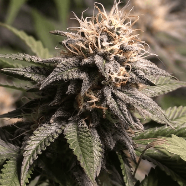 Семена Марихуаны Auto Chronic Ryder
