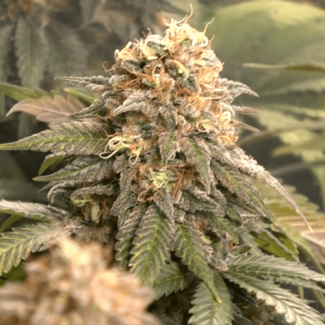 Семена Марихуаны Auto Chronic Ryder