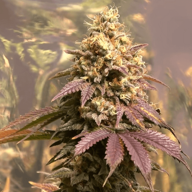 Семена Марихуаны Auto Chronic Ryder