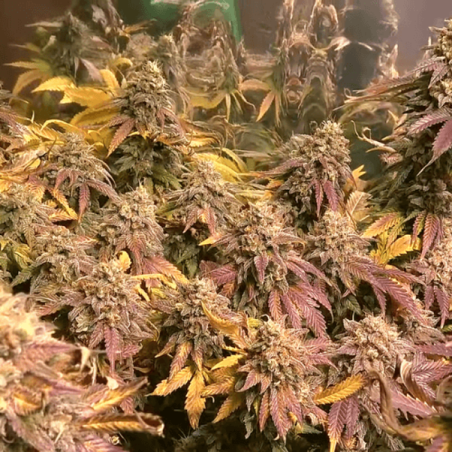 Семена Марихуаны Auto Chronic Ryder