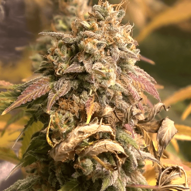 Семена Марихуаны Auto Chronic Ryder