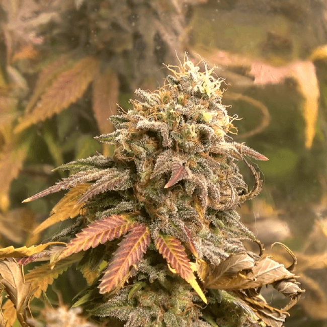 Семена Марихуаны Auto Chronic Ryder