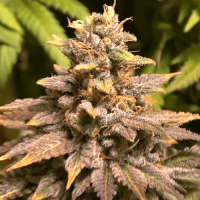 Auto Crimea-Blue Feminised