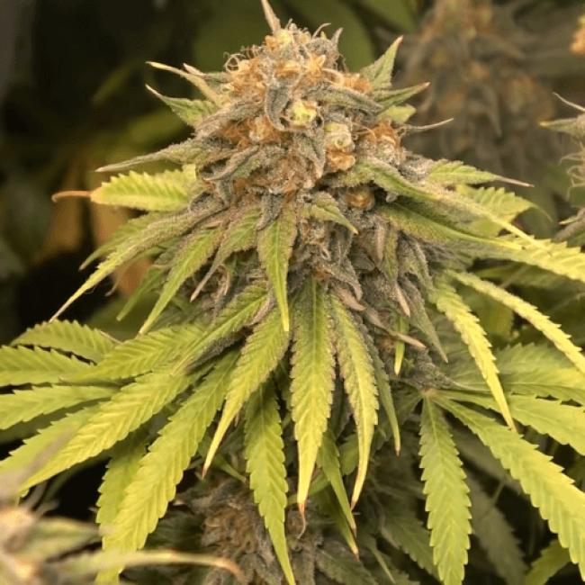 Насіння конопель Auto Critical Blue