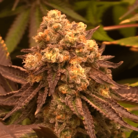Auto Dark Devil