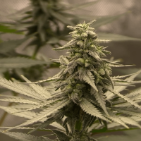 Auto Fast Bud