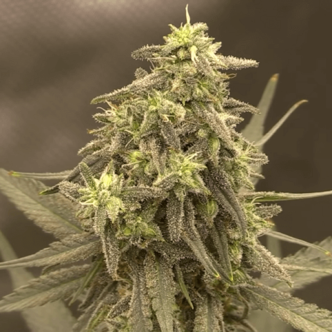 Насіння конопель Auto Fast Bud