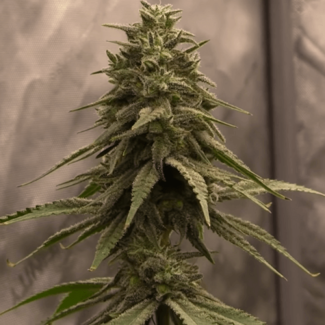 Насіння конопель Auto Fast Bud