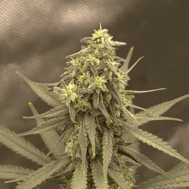 Насіння конопель Auto Fast Bud