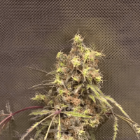 Auto Flash Black Feminized
