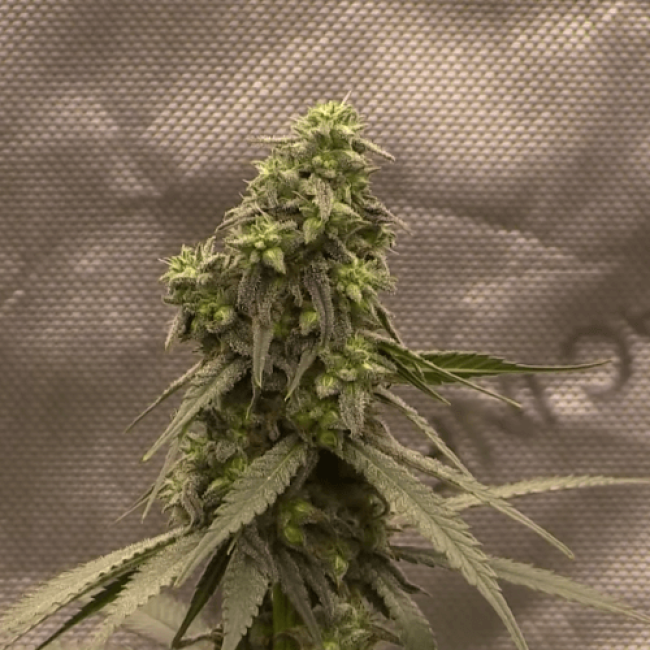 Насіння конопель Auto Flower Power