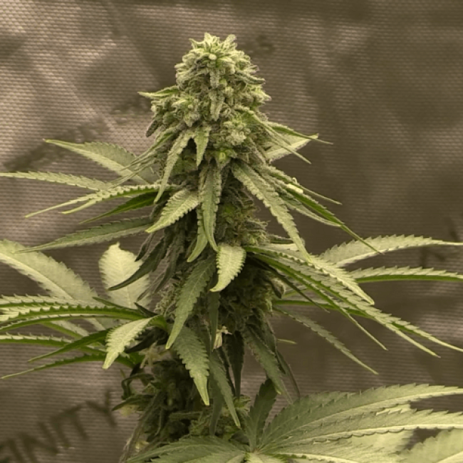 Насіння конопель Auto Flower Power
