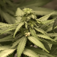 Auto French Kiss