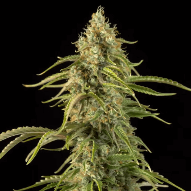 Семена каннабиса Fresh Lemon Auto  