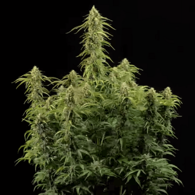 Семена каннабиса Fresh Lemon Auto  