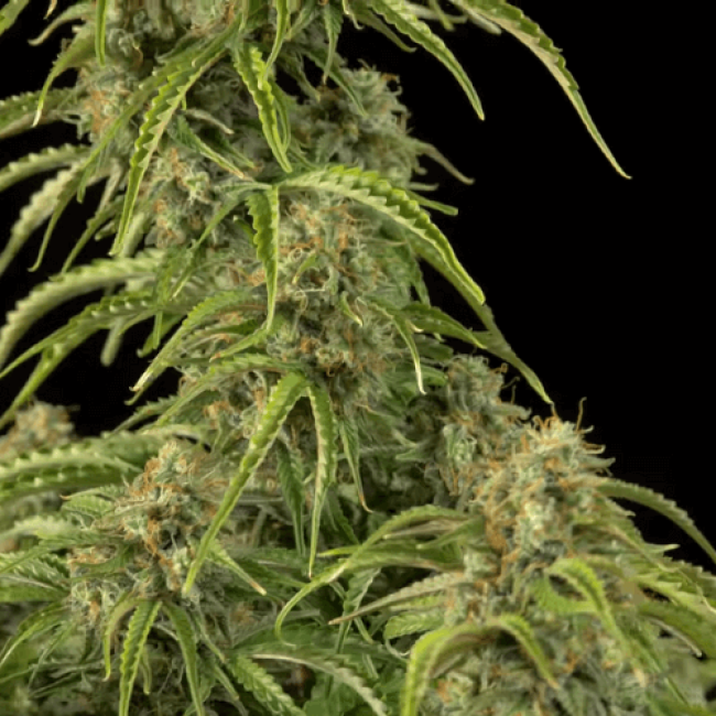 Семена каннабиса Fresh Lemon Auto  