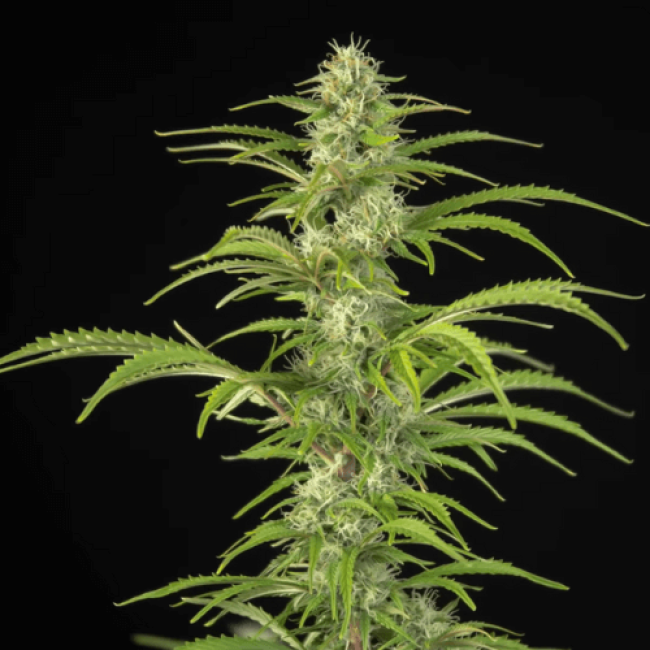 Семена каннабиса Fresh Lemon Auto  