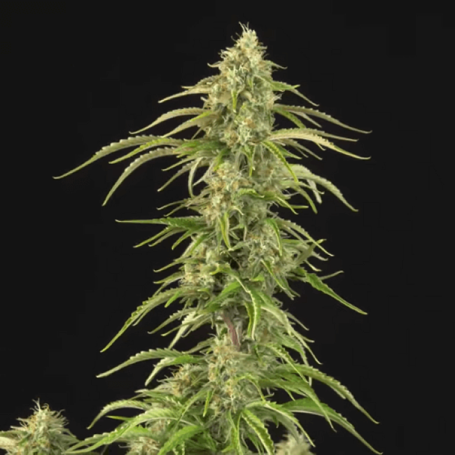 Семена каннабиса Fresh Lemon Auto  