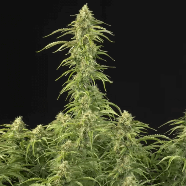 Семена каннабиса Fresh Lemon Auto  