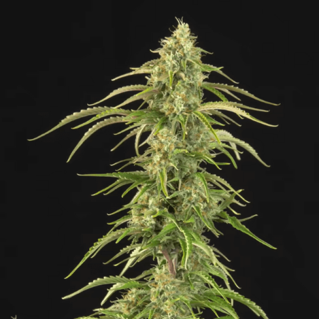 Семена каннабиса Fresh Lemon Auto  