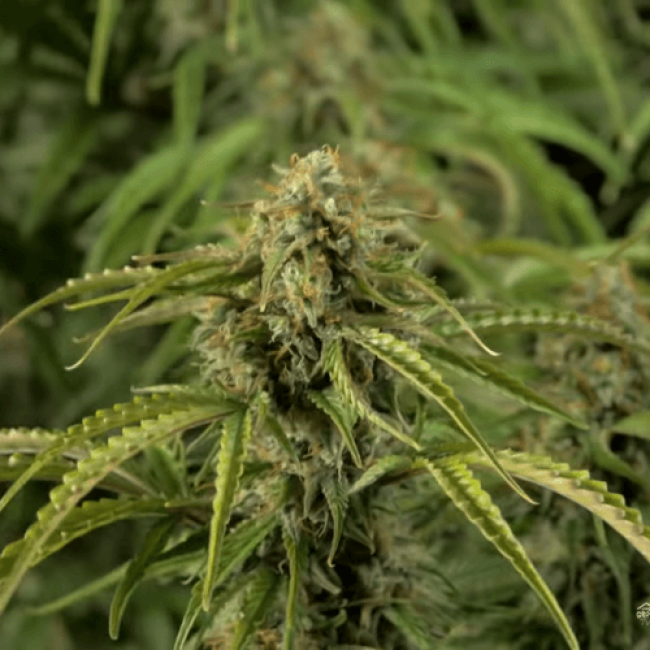 Семена каннабиса Fresh Lemon Auto  