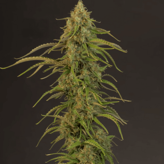 Семена каннабиса Fresh Lemon Auto  