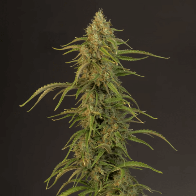 Семена каннабиса Fresh Lemon Auto Семена каннабиса Fresh Lemon Auto
